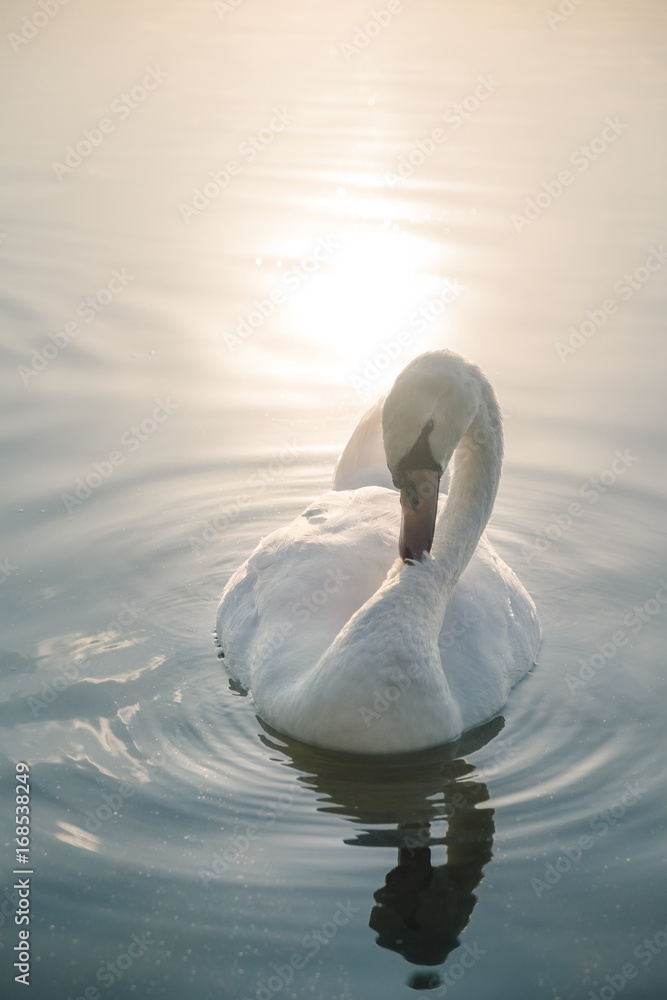 Obraz premium White swan bird on the lake at sunset
