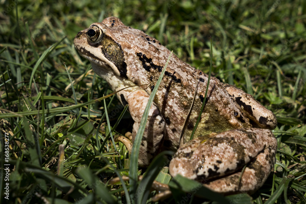 Naklejka premium Frosch