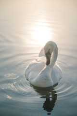 Acrylglasbilder Schwan Schwan auf See bei Sonnenuntergang  © gilitukha