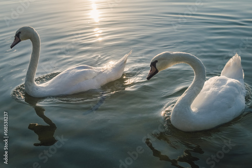 Two white swan birds on the lake at sunset