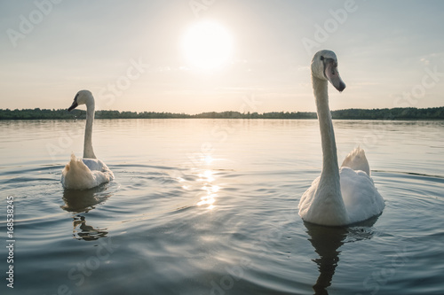Two white swan birds on the lake at sunset