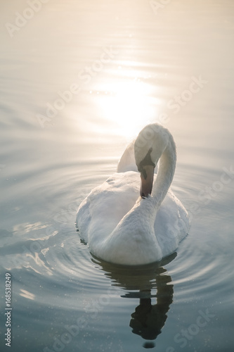 White swan bird on the lake at sunset
