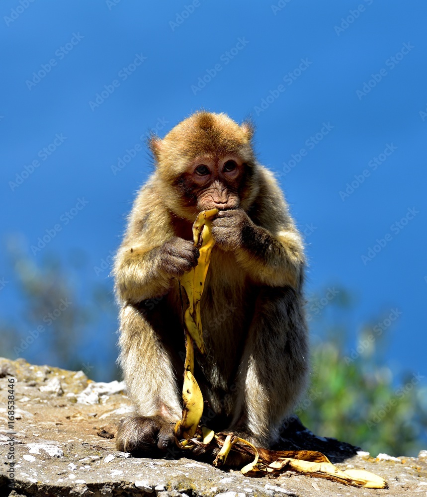 Naklejka premium Gibraltar Barbary macaque