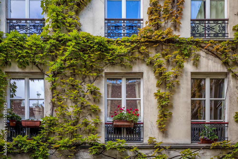 French Windows and Ivy Vines