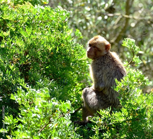Εκτύπωση καμβά Gibraltar Barbary macaque