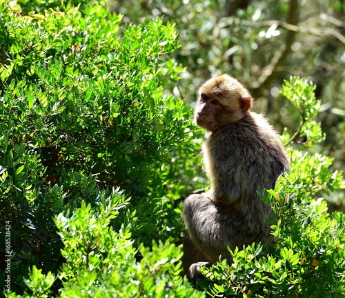Εκτύπωση καμβά Gibraltar Barbary macaque