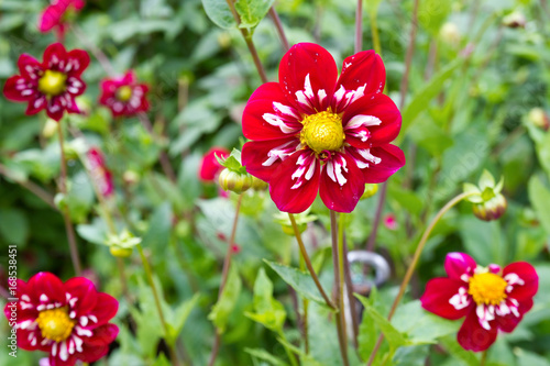 Fototapeta Naklejka Na Ścianę i Meble -  Rote Blüten einer Dahlie