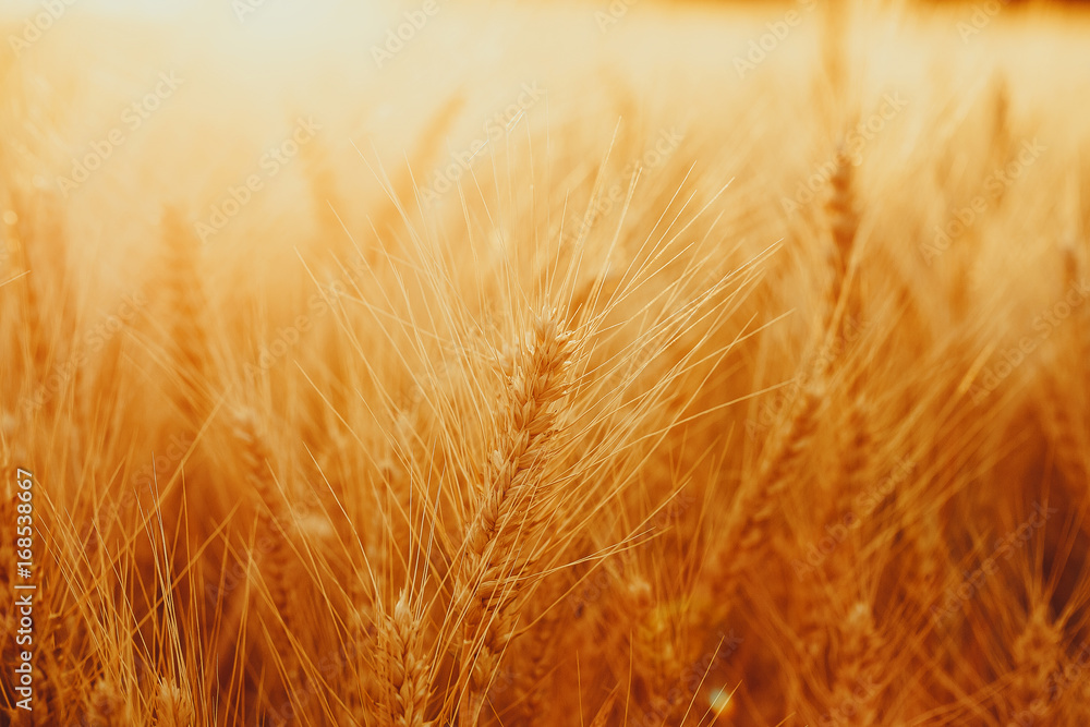 Fototapeta premium Gold wheat field against the sunset