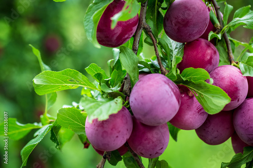Beautiful background of the red ripe plums on the tree Fototapet