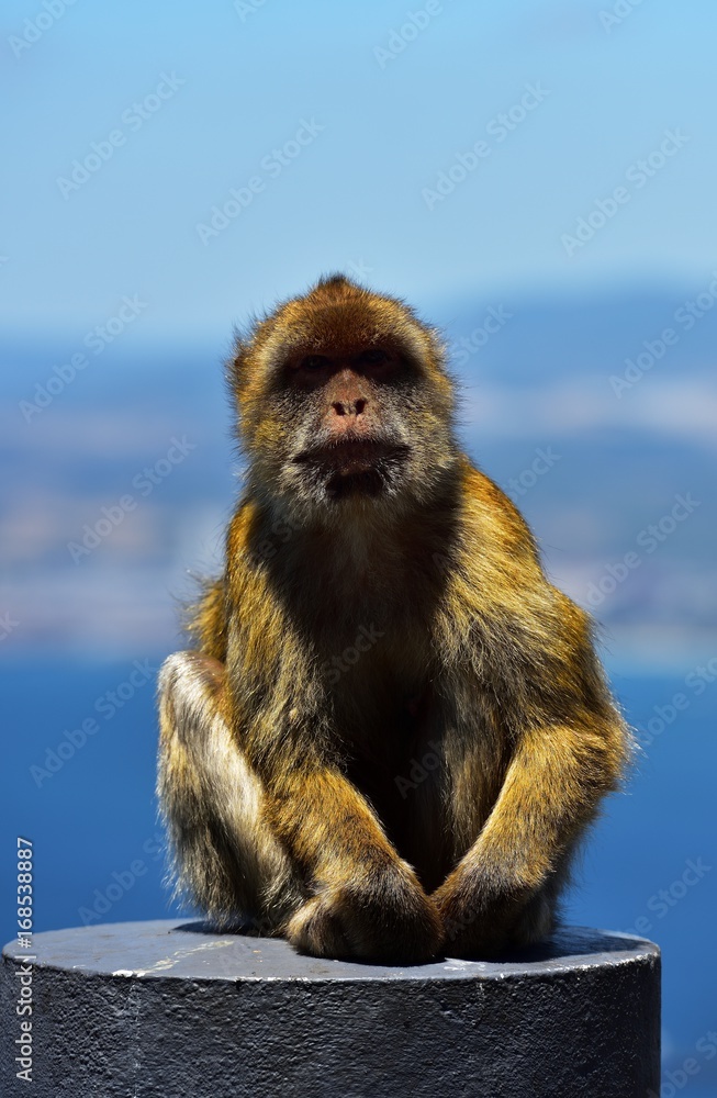 Naklejka premium Gibraltar Barbary macaque