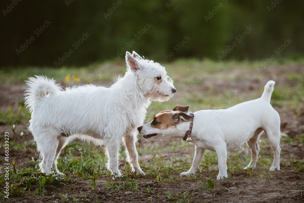 Two little dogs sniffing each other outside Two little dogs sniffing each other outside