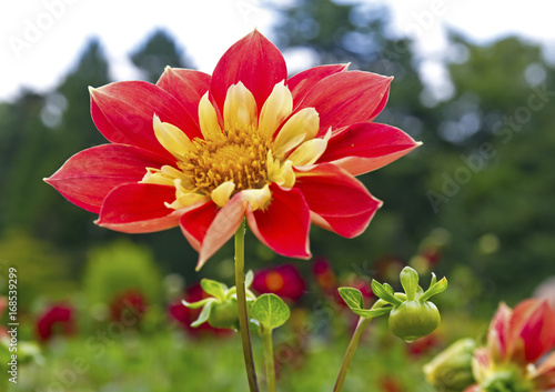 Fototapeta Naklejka Na Ścianę i Meble -  Rote Blüte einer Dahlie