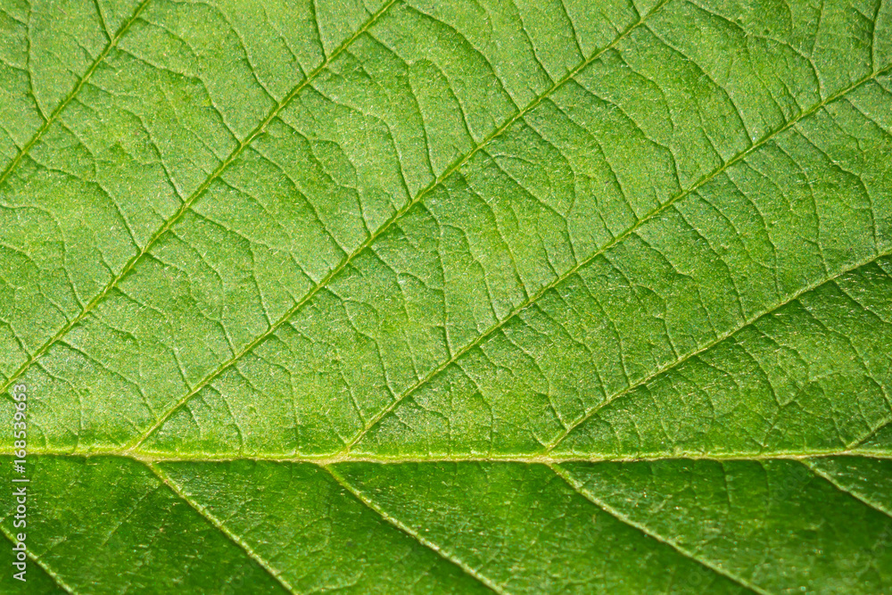 Background green leaf macro. Ecology and protection of nature. The texture of the leaf of a plant close. Background green leaf macro. Ecology and protection of nature. The texture of the leaf of a plant close.