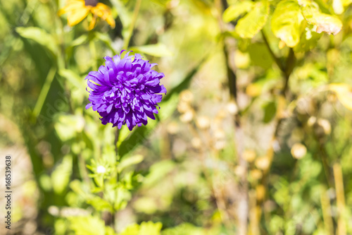 Fototapeta Naklejka Na Ścianę i Meble -  Purple Dahlia Flower Background