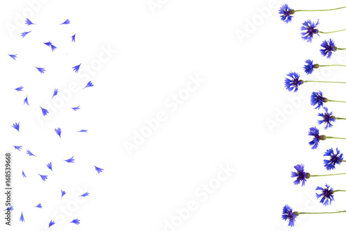 Fototapeta Naklejka Na Ścianę i Meble -  Blue cornflowers frame on white background