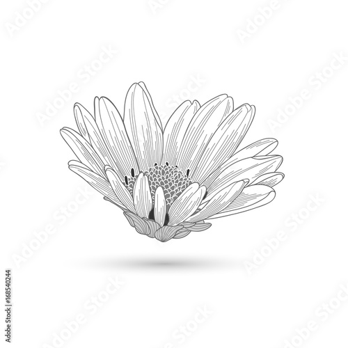 Hand-drawing vector flower chamomile. Element for design.