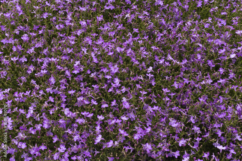 Purple flowers filling frame Purple flowers filling frame