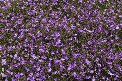 Purple flowers filling frame