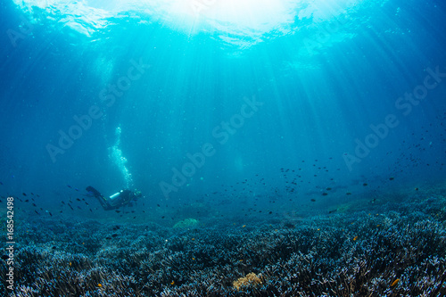 Sunbeams off to reef and scuba diver