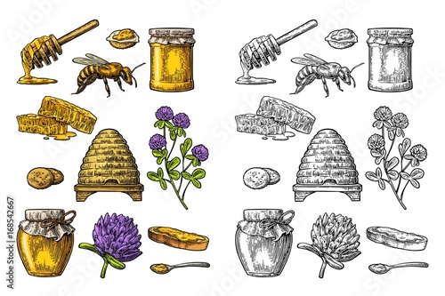 Honey set. Jars of honey, bee, hive, clover, honeycomb. Vector vintage engraved illustration