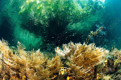 Mangroves in Raja Ampat