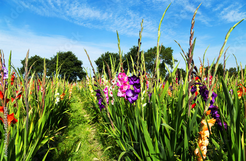Fototapeta Naklejka Na Ścianę i Meble -  Blumen auf dem Feld zur Selbstbedienung gegen Bezahlung, Direktverkauf von Gladiolen 