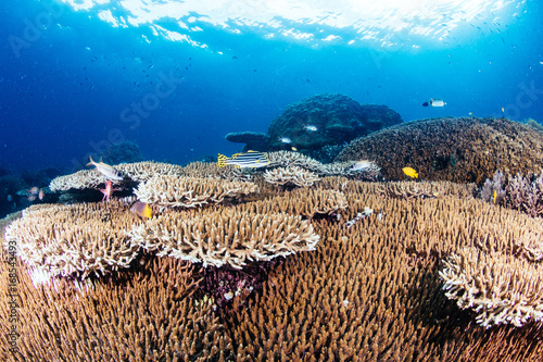 Hard coral reef in Raja Ampat