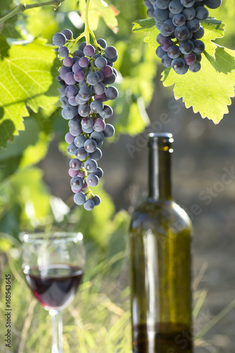 The season of grapes, bottle and glass of wine in the vineyard