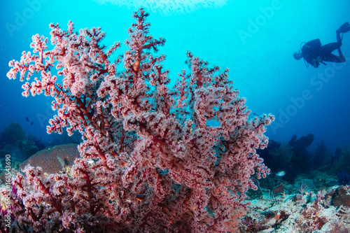 Red soft coral