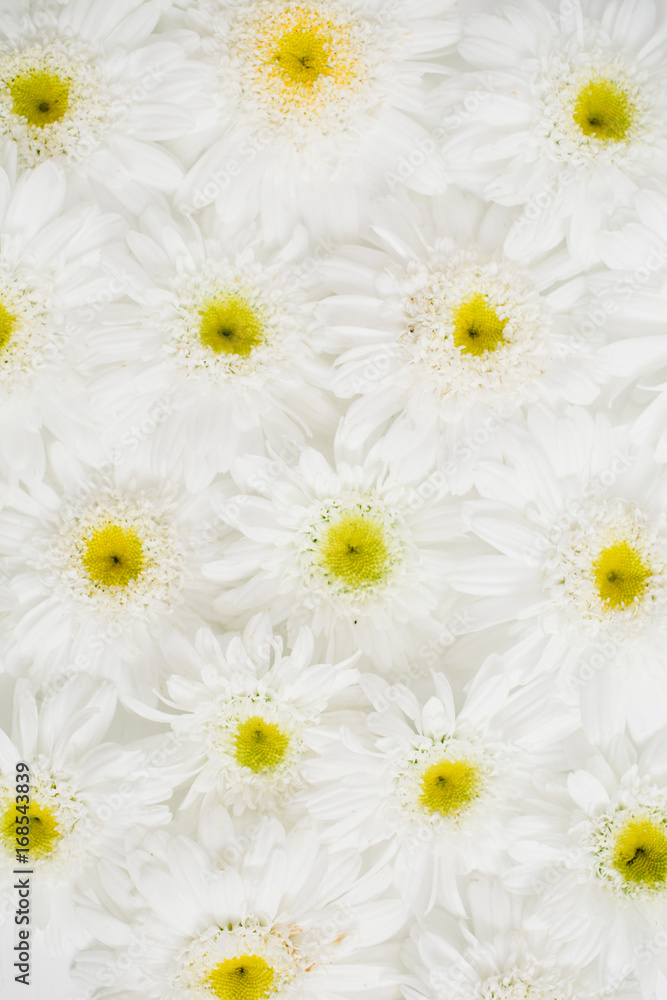 Fototapeta premium Floral pattern made of white chamomile daisy flowers. Flat lay, top view. Floral background. Pattern of flower buds.