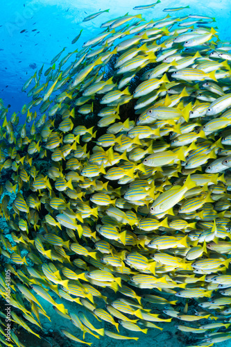 Yellow snapper school in Raja ampat