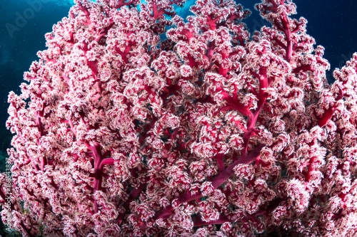 Red soft coral in reef