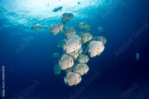 batfish under clear water
