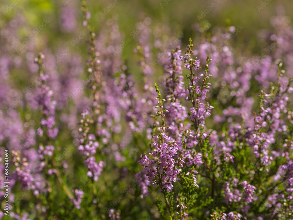 close up blooming pink heath briar in sun light with blurry background close up blooming pink heath briar in sun light with blurry background