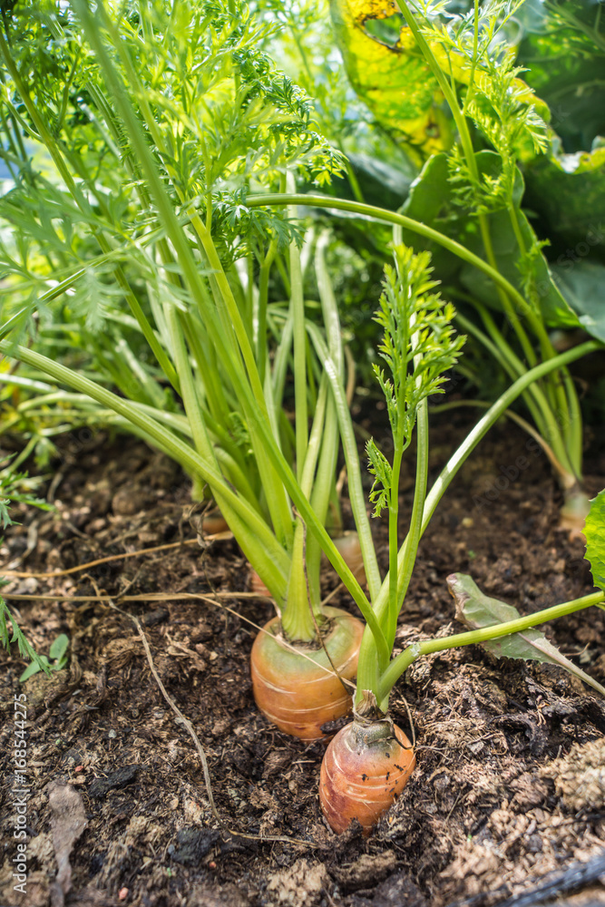 Obraz premium Karotte