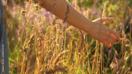 A woman's hand spends through dry high grass in summer in a field at sunset, slow motion.
