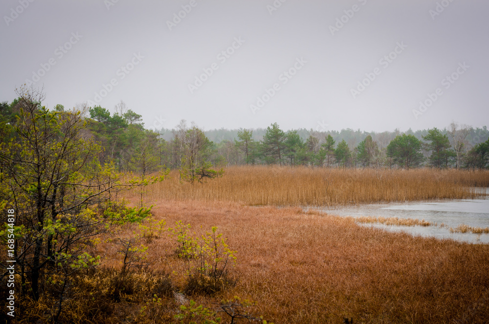 Fototapeta premium Heide moor lake side