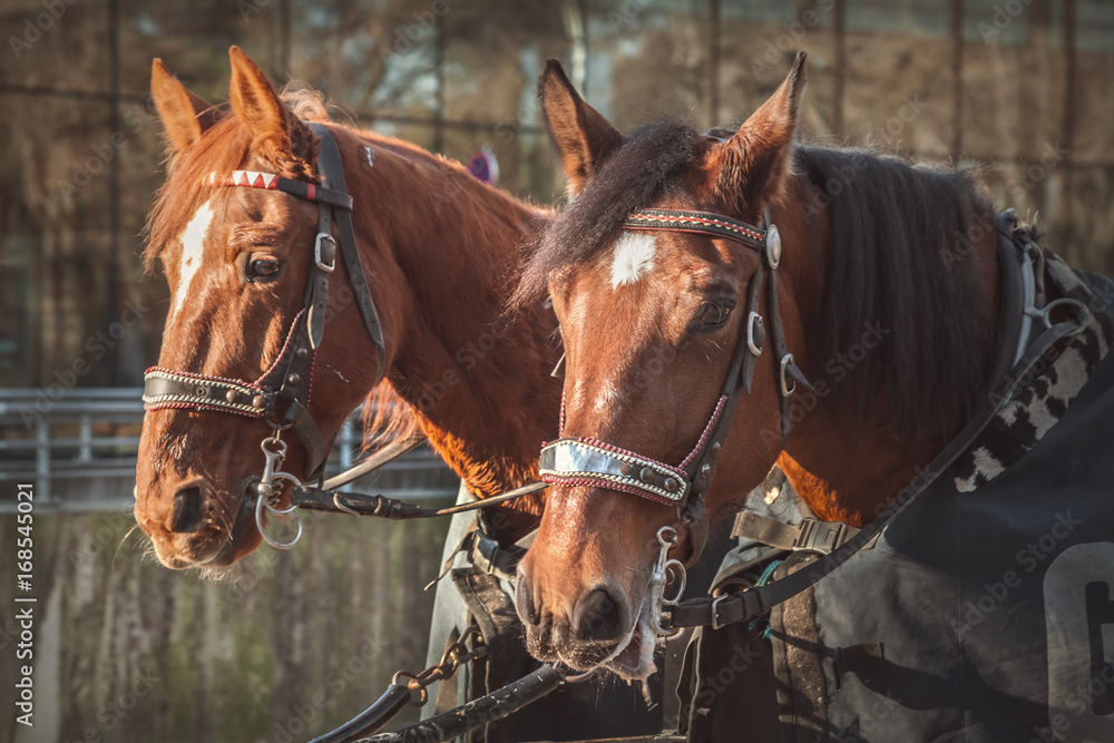 Horses Horses