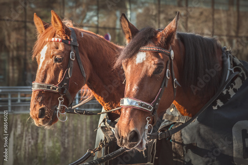 Fototapeta Naklejka Na Ścianę i Meble -  Horses