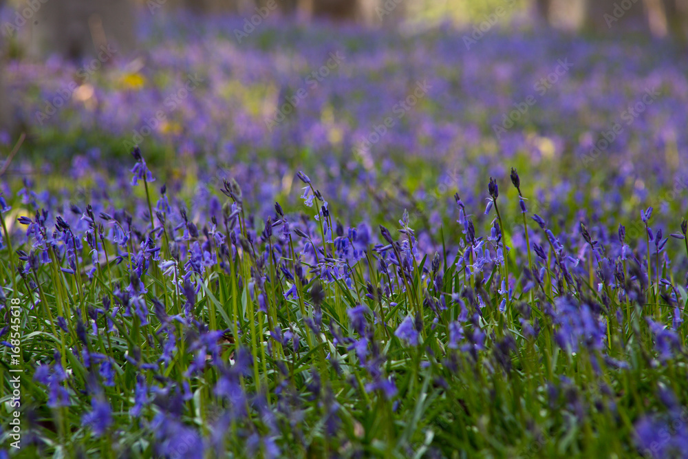 Bluebells flowers Hallerbos