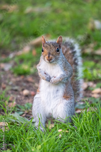 Fototapeta Gray squirrel standing