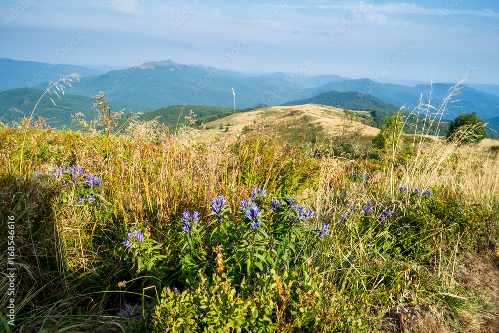 Naklejka premium Bieszczady, widok z bukowego berda, w oddali Połonina Caryńska