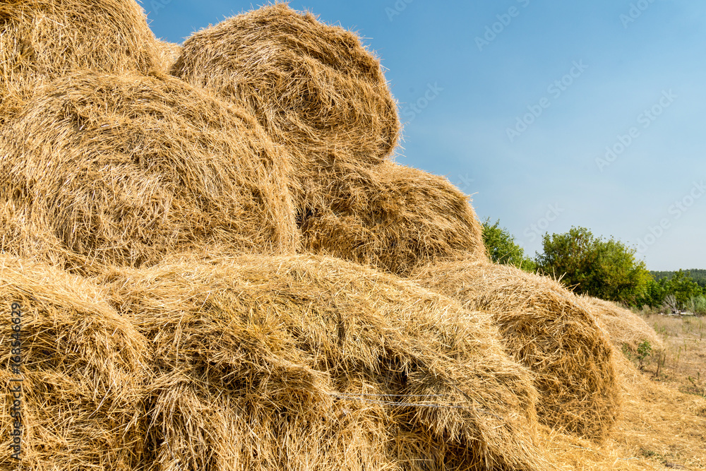Bales of yellow golden straw stacked in a pile at the farm Bales of yellow golden straw stacked in a pile at the farm