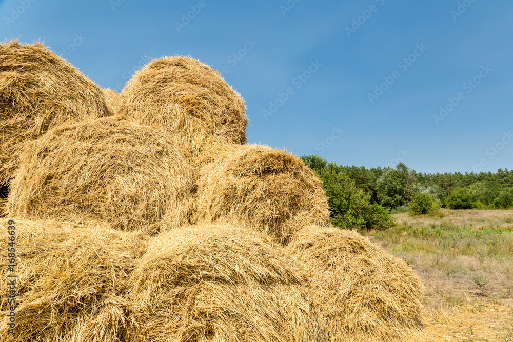 Bales of yellow golden straw stacked in a pile at the farm Bales of yellow golden straw stacked in a pile at the farm