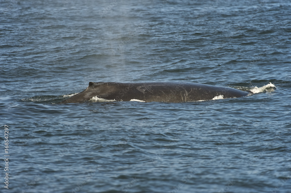 Fototapeta premium Humpback whale (Megaptera novaeangliae) off the coast of California