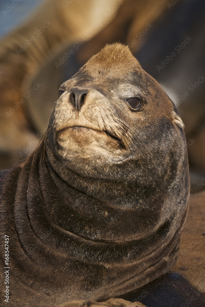 Obraz premium California Sealion (Zalophus californianus)