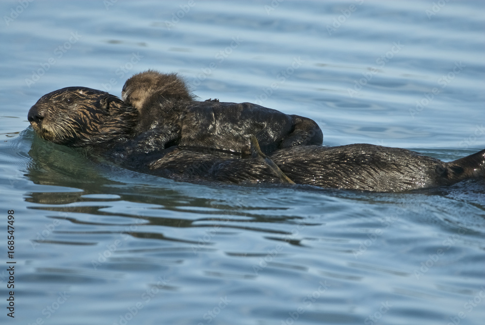Fototapeta premium sea otter (Enhydra lutris)
