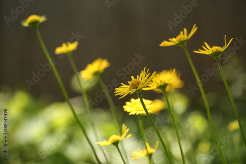 Yellow Wildflowers In My Home Garden