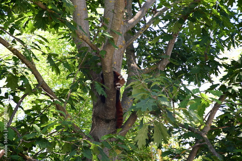 Fototapeta Naklejka Na Ścianę i Meble -  Panda minore (Ailurus fulgens)