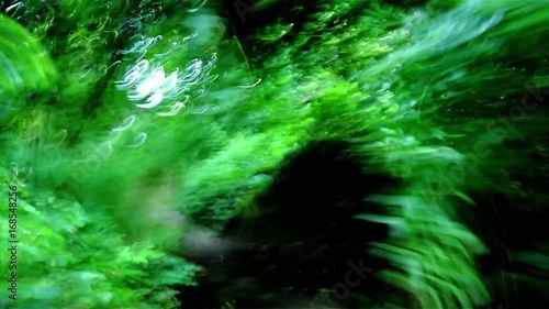 Time-lapse POV run through bushes.